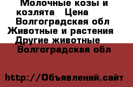 Молочные козы и козлята › Цена ­ 10 - Волгоградская обл. Животные и растения » Другие животные   . Волгоградская обл.